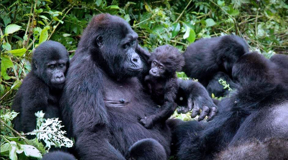 Ingagi z’ingore zo mu Rwanda zishimira kujya mu miryango irimo izo ziziranye- Ubushakashatsi
