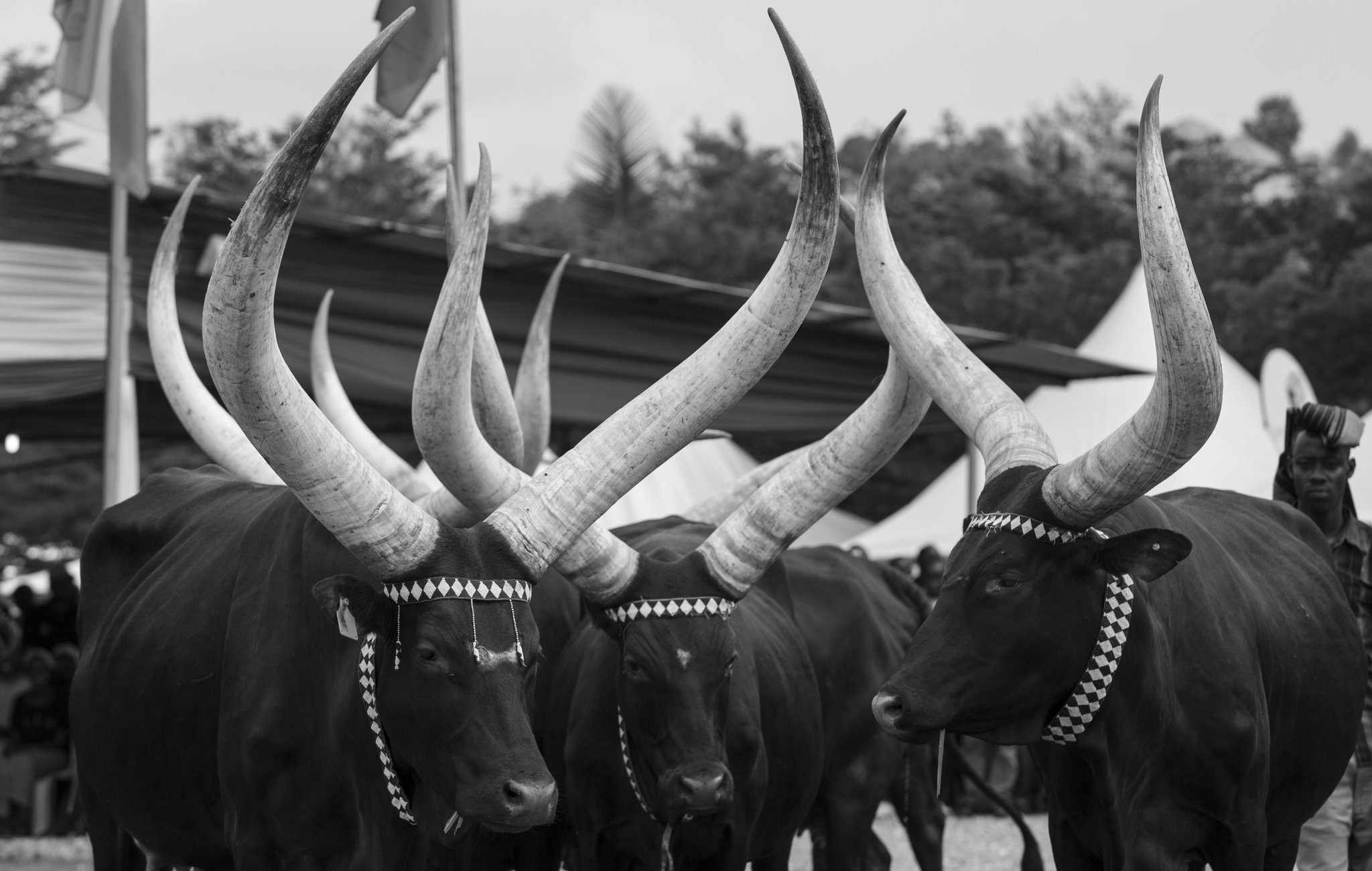 Ibyo wamenya ku mateka y’inkwano mu Banyarwanda