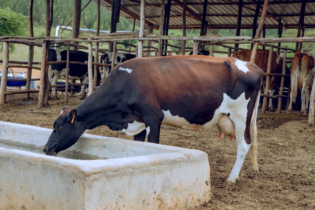 Nyagatare: Inka zirenga ibihumbi 215 ariko izitanga umukamo ni 30% gusa
