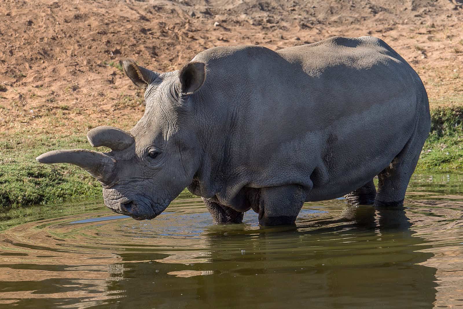 Inyamaswa abuzukuru bawe batazigera bamenya ko zabayeho