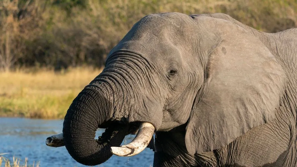 Botswana yemeje ko inzovu 23 zibagirwa abaturage mu birori by’ubwigenge
