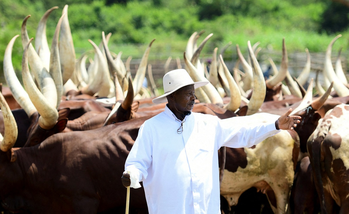 Perezida Museveni yagabiye umukobwa we inka 50