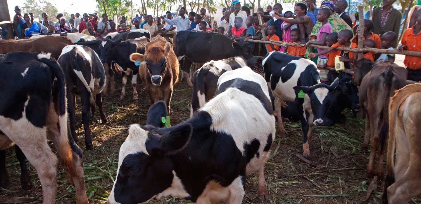Minagri: Inka za Girinka zishwe n’umukeno, gutunganya umusaruro, ibura ry'inyama mu byatunzwe urutoki n’Umugenzuzi w’Imari