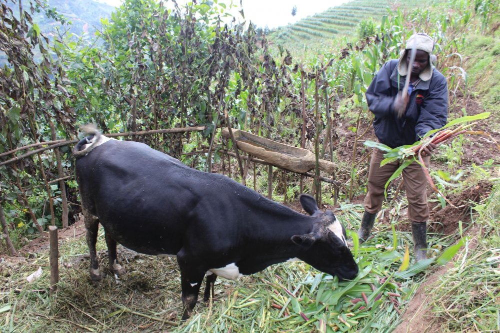 Rubavu: Abayobozi ntibumvikana n’abahinzi bagurisha ibigori ngo bigaburirwe amatungo