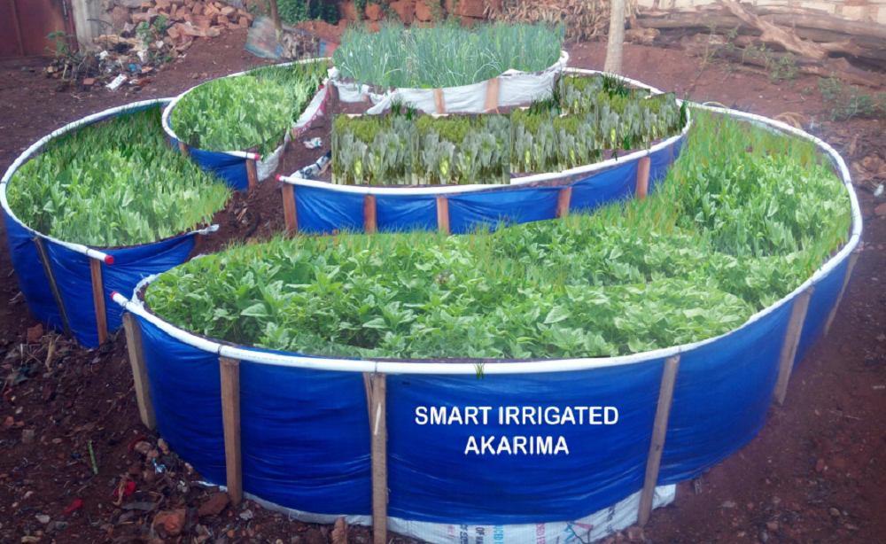 Smart irrigated Akarima ngo izatuma abanyarwanda babasha guhinga imboga igihe cyose bashakiye