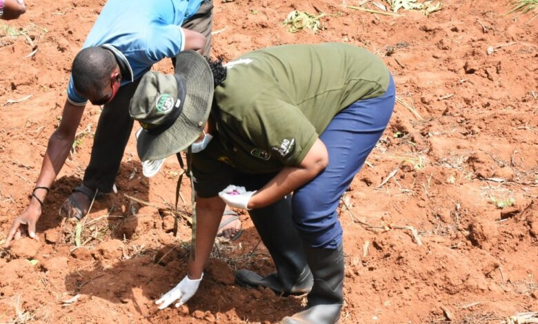 Abahinzi basabwe guhinga ku mirongo kandi bakibuka kubagarira imyaka yabo