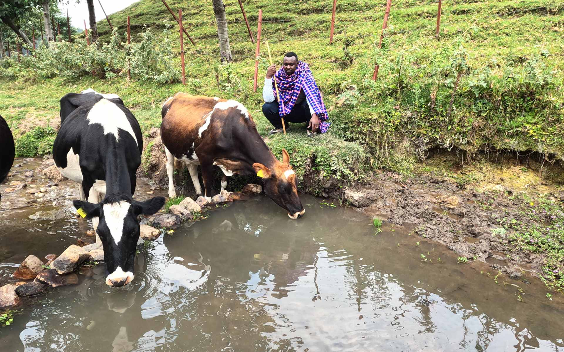 Uwasuye Bigogwe ataha yeretswe ibikorerwa inka byose birimo n'uburyo zishoka