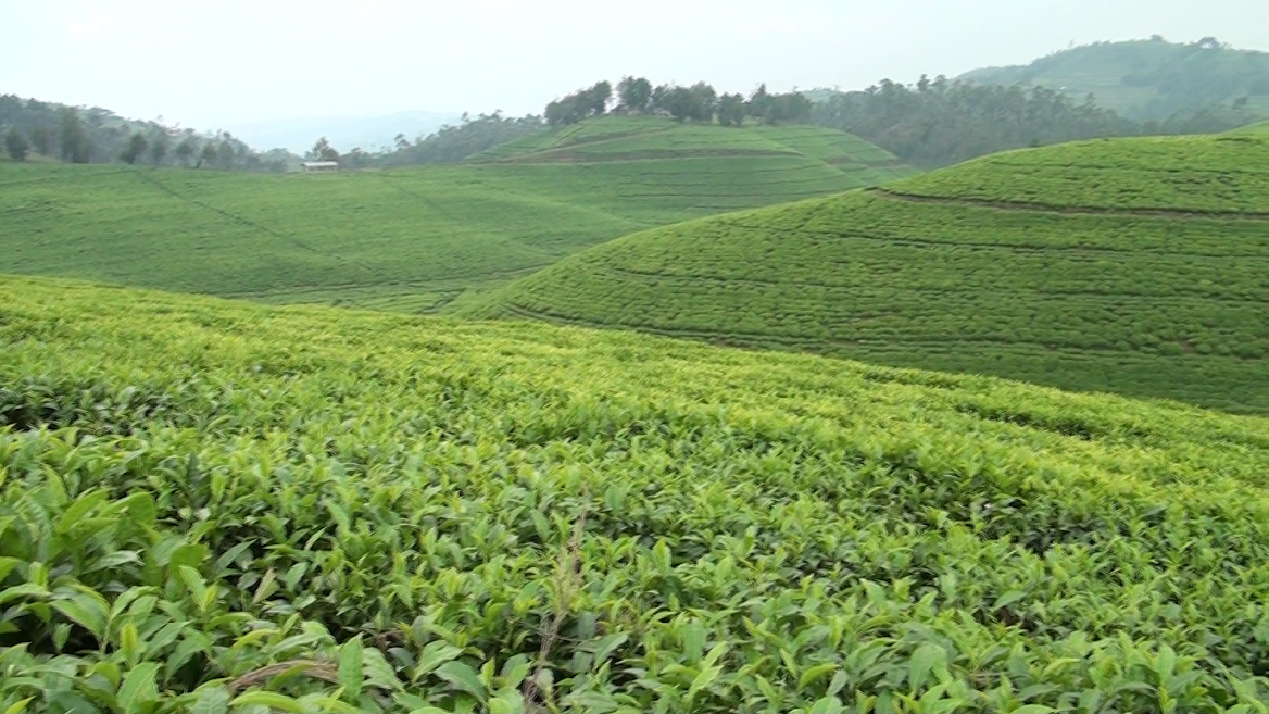 Unilever yashoye imari mu buhinzi bw'icyayi mu Karere ka Nyaruguru
