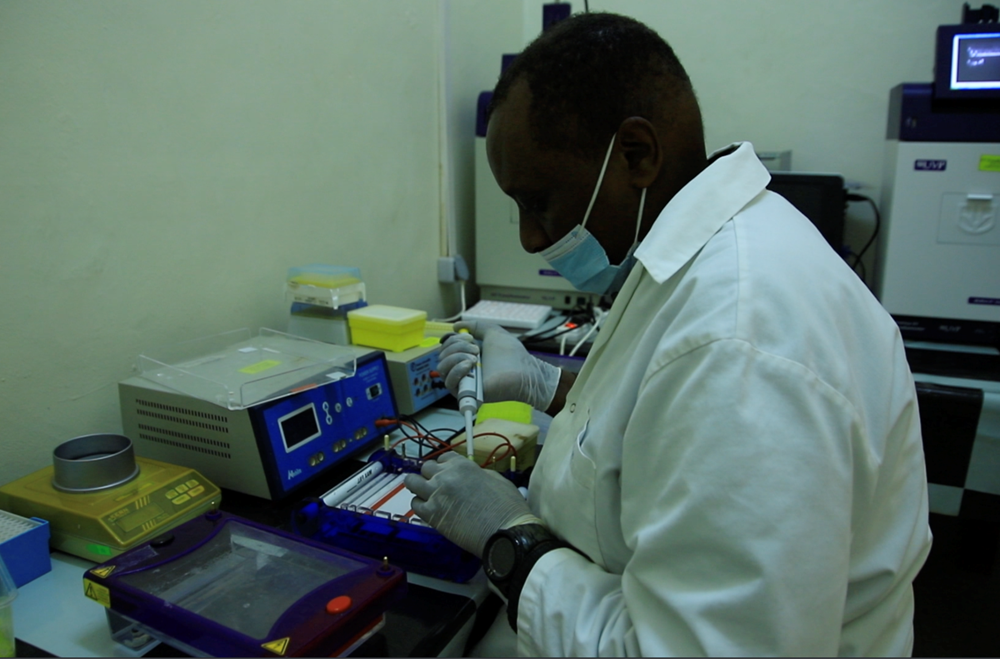 RAB ifite laboratoire zirimo izikorerwamo ubushakashatsi ku ndwara z'ibigori