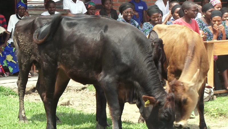 Zimwe mu nka zorojwe imiryango y'abahoze ari abavugabutumwa muri ADEPR
